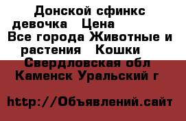 Донской сфинкс девочка › Цена ­ 15 000 - Все города Животные и растения » Кошки   . Свердловская обл.,Каменск-Уральский г.